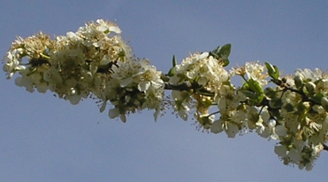 55. Spring and a good review.